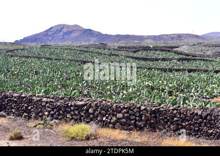 Coltivazione di Cactus per la riproduzione della cocciniglia. La cocciniglia (Dactylopius coccus) è un insetto emittero che viene estratto dal colorante carmine. Questa foto non era Foto Stock