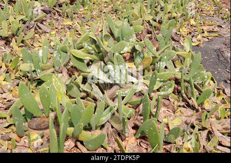 La cocciniglia (Dactylopius coccus) è un insetto emittero che viene estratto dal colorante carmine. Questa foto è stata scattata a Guatiza, isola di Lanzarote, Canarie I. Foto Stock
