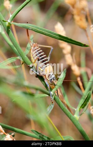 Katydid mediterraneo o grillo a sella (Ephippiger ephippiger) femmina. Questo insetto orthoptera è originario dell'Europa, soprattutto nel sud-ovest Foto Stock