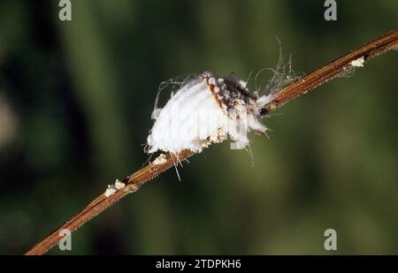 La scala del cuscino di Cottony (Icerya Purchasi) è un insetto parassita originario dell'Australia e diffuso in tutto il mondo. Foto Stock