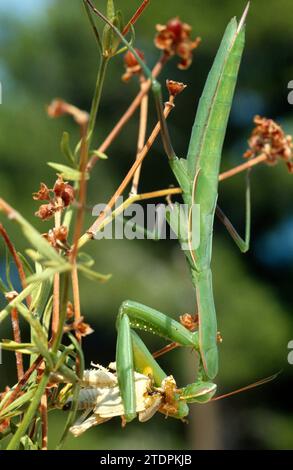 Mantis in preghiera (Mantis religiosa) divorando una preda. Questa foto è stata scattata a Cap Ras, provincia di Girona, Catalogna, Spagna. Foto Stock