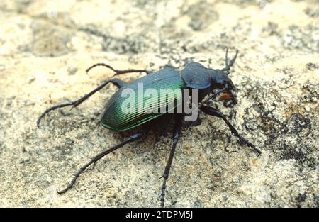 Il cacciatore del bruco della foresta (Calosoma sycophanta) è un coleottero di terra originario dell'Europa. Foto Stock