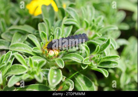 Il verme glow-worm europeo (Lampyris noctiluca) è un barile bioluminescente. Femmina. Foto Stock