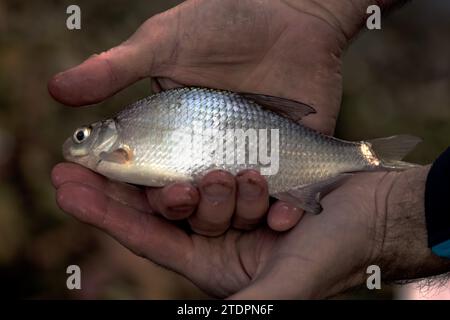 Una piccola Bream d'acqua dolce nelle mani di Angler che l'ha presa Foto Stock