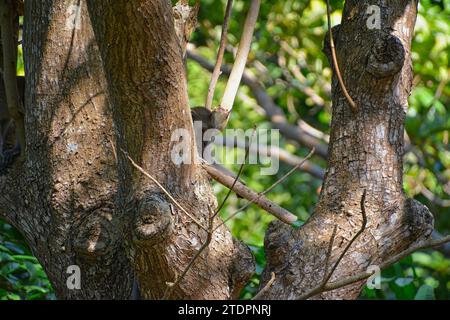 Una scimmia macaca prepara uno strumento da un legno per la raccolta degli insetti Foto Stock