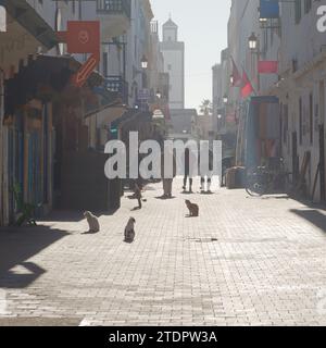 Persone e gatti bagnati dal sole in una strada nella medina con la torre dietro nella città di Essaouira, in Marocco. 19 dicembre 2023 Foto Stock