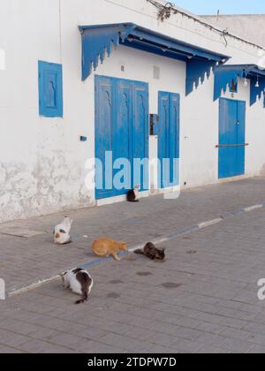 Gatti seduti in una strada con porte di legno blu nella medina nella città di Essaouira, in Marocco. 19 dicembre 2023 Foto Stock