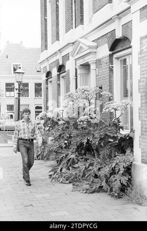 Alghe in fiore Nassaulaan, giardini pubblici, piante, arbusti, cisterne, Haarlem, Nassaulaan, Paesi Bassi, 18-06-1981, Whizgle News from the Past, su misura per il futuro. Esplora le narrazioni storiche, l'immagine dell'agenzia olandese olandese con una prospettiva moderna, colmando il divario tra gli eventi di ieri e quelli di domani. Un viaggio senza tempo che delinea le storie che plasmano il nostro futuro Foto Stock