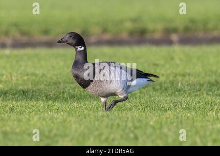 Oca di Brent dai capelli pallidi - Branta bernicla hota - al sole su un prato erboso Foto Stock