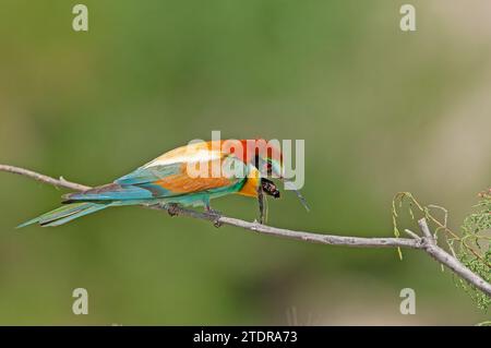 Mangiapappe europeo, Merops apiaster su un ramo con pellet in bocca. Sfondo verde. Uccelli colorati. Foto Stock