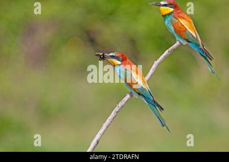 Mangiatore europeo di api, Merops apiaster. Sfondo verde. Uccelli colorati. Foto Stock