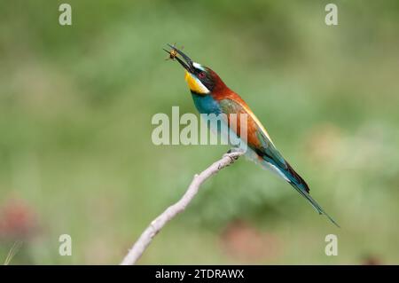 Mangiatore europeo di api, Merops apiaster. Sfondo verde. Uccelli colorati. Foto Stock