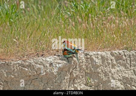 Mangiatori d'api europei, Merops apiaster si accoppia nel sito del nido. Foto Stock