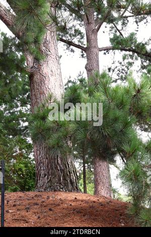 Arbusto di pino a foglia lunga nei boschi e pile di aghi di pino in terra Foto Stock