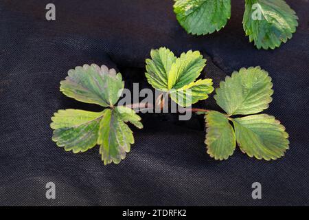Si tratta di un primo piano delle foglie di fragola verde brillante che emergono attraverso la copertura protettiva nera del foglio Foto Stock