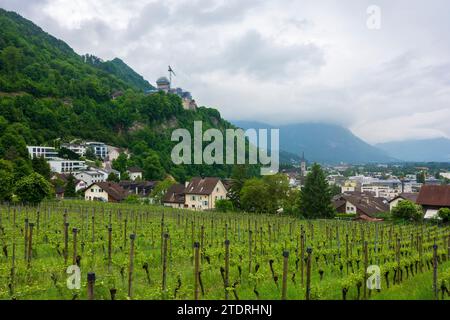 Vaduz: Castello di Vaduz, vigneto in , Liechtenstein Foto Stock