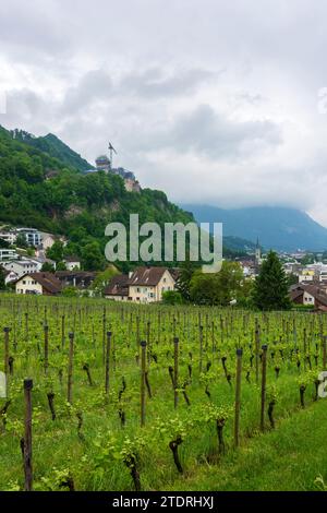 Vaduz: Castello di Vaduz, vigneto in , Liechtenstein Foto Stock