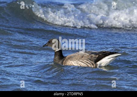 Oca Brant / oca brant (Branta bernicla) nuota lungo la costa del Mare del Nord in inverno Foto Stock