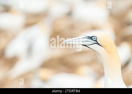 Gannets del Nord sull'isola di Saltee, Irlanda Foto Stock