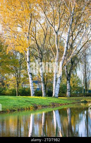 Scena tranquilla dove gli alberi di pioppo grigio (Populus canescens) si riflettono nelle acque calme di uno stagno in un parco a Waddinxveen, nei Paesi Bassi. Foto Stock