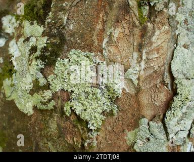 Foliose Lichen sul tronco di abete Foto Stock