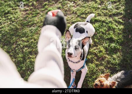 la donna si allena con i suoi giovani cani sul campo di addestramento Foto Stock