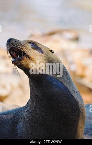 Primo piano del divertente leone marino sulla costa della California Foto Stock