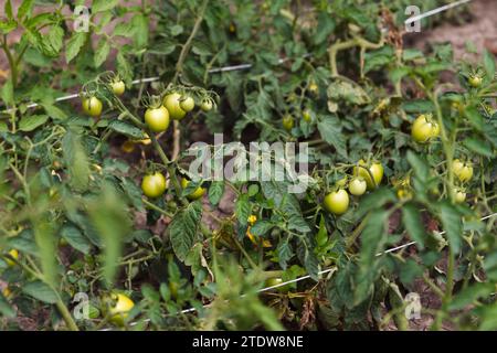 Pomodori verdi che crescono in un orto. Pomodori verdi che crescono sul letto e legati con una corda in modo che non cadano dalla gravità Foto Stock