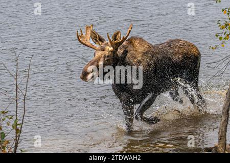 Alce (Alces alces) che scorre in acqua Foto Stock