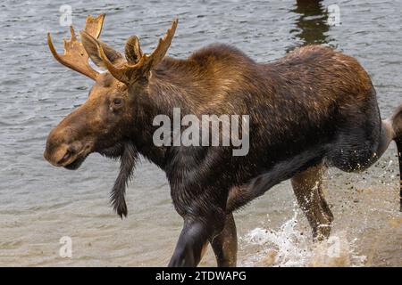 Alce (Alces alces) che scorre in acqua Foto Stock