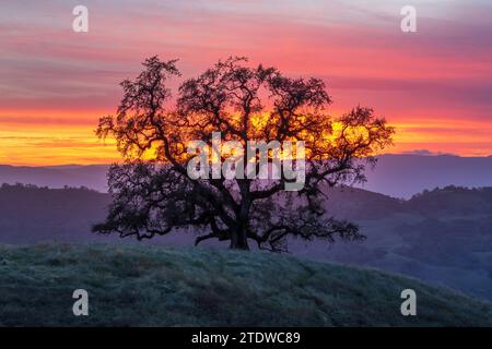 Lone Oak Tree su una collina al Golden Hour. Joseph D Grant County Park, Santa Clara County, California, USA Foto Stock