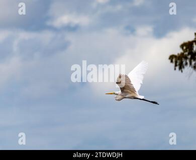 Grande uccello Egret che cammina sulle rive del fiume con i ceppi di cipressi calvi abbattuti nelle acque calme del bacino Atchafalaya vicino a Baton Rouge, Louisiana Foto Stock