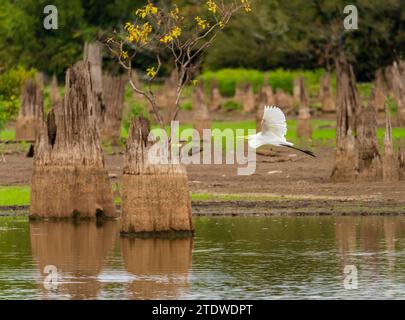 Un uccello di grandi Egret che sorvola i ceppi dell'abbattimento di cipressi calvi nelle acque calme del bacino di Atchafalaya vicino a Baton Rouge, Louisiana Foto Stock