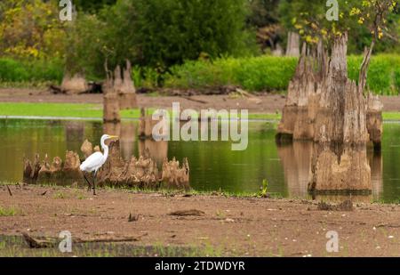 Grande uccello Egret che cammina sulle rive del fiume con i ceppi di cipressi calvi abbattuti nelle acque calme del bacino Atchafalaya vicino a Baton Rouge, Louisiana Foto Stock