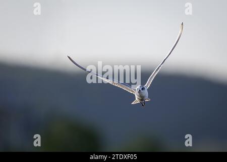 Un whiskered Tern non-breeding che sorvola le paludi di St Lawrence nel Queensland centrale in Australia in cerca di preda. Foto Stock