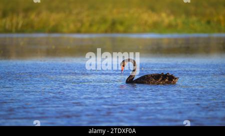 Un singolo cigno nero maturo nuota attraverso la sua laguna mostrando la sua dominanza territoriale presso le paludi di St Lawrence nel Queensland, Australia. Foto Stock