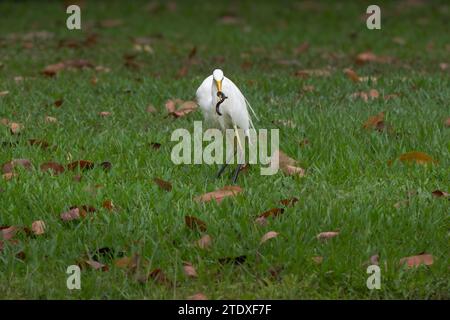 Un Egret intermedio con una giovane anguilla intrappolata nel suo disegno di legge lotta insieme nel vecchio dramma in cui predatore contro preda è interpretato. Foto Stock