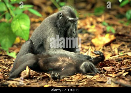 Un macaco crestato (Macaca nigra) spara un altro individuo, seduto e sdraiato per terra mentre svolge attività sociali nella foresta di Tangkoko, Sulawesi settentrionale, Indonesia. L'International Union for Conservation of Nature (IUCN) conclude che l'aumento delle temperature ha portato, tra l'altro, a cambiamenti ecologici, comportamentali e fisiologici nelle specie animali e nella biodiversità. "Oltre all'aumento dei tassi di malattia e di habitat degradati, il cambiamento climatico sta anche causando cambiamenti nelle specie stesse, che minacciano la loro sopravvivenza", hanno scritto in una pubblicazione del 19 dicembre 2023 su IUCN.org. Foto Stock