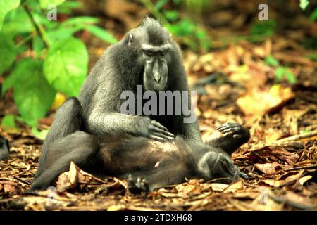 Un macaco crestato (Macaca nigra) spara un altro individuo, seduto e sdraiato per terra mentre svolge attività sociali nella foresta di Tangkoko, Sulawesi settentrionale, Indonesia. L'International Union for Conservation of Nature (IUCN) conclude che l'aumento delle temperature ha portato, tra l'altro, a cambiamenti ecologici, comportamentali e fisiologici nelle specie animali e nella biodiversità. "Oltre all'aumento dei tassi di malattia e di habitat degradati, il cambiamento climatico sta anche causando cambiamenti nelle specie stesse, che minacciano la loro sopravvivenza", hanno scritto in una pubblicazione del 19 dicembre 2023 su IUCN.org. Foto Stock