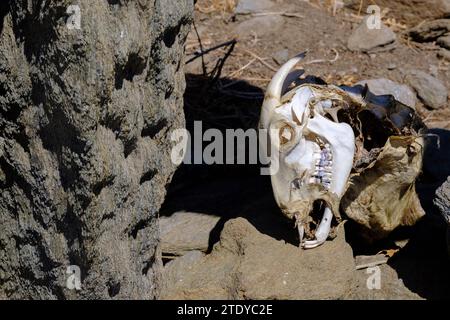 Teschio di una capra morta sull'isola di Tinos in Grecia Foto Stock