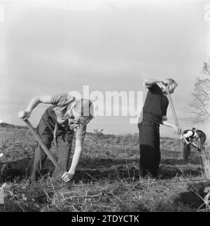 Ragazzi che lavorano in un campo, scavando sporco, CA. Ottobre 1945 Foto Stock