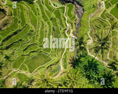 Vista aerea della terrazza di riso Tegalalang a Bali, Indonesia Foto Stock