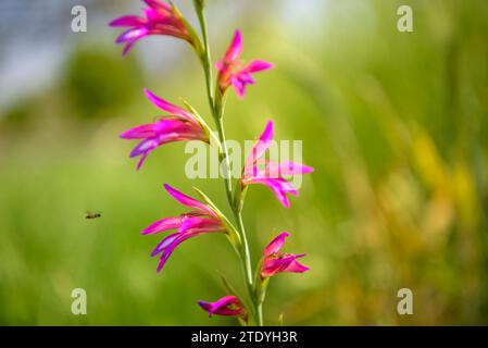 Gladiolus (Gladiolus illyricus) in un campo vicino a Montuiri in primavera (Maiorca, Isole Baleari, Spagna) ESP: Gladiolo (Gladiolus illyricus) en Mallorca Foto Stock