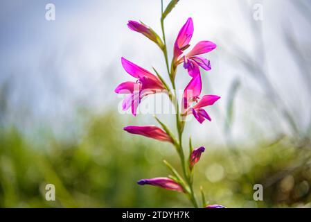 Gladiolus (Gladiolus illyricus) in un campo vicino a Montuiri in primavera (Maiorca, Isole Baleari, Spagna) ESP: Gladiolo (Gladiolus illyricus) en Mallorca Foto Stock