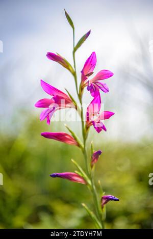Gladiolus (Gladiolus illyricus) in un campo vicino a Montuiri in primavera (Maiorca, Isole Baleari, Spagna) ESP: Gladiolo (Gladiolus illyricus) en Mallorca Foto Stock