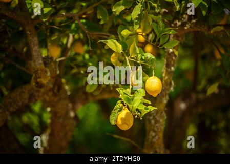 Limoni su un limone in un campo vicino al villaggio di Maria la Salut (Maiorca, Isole Baleari, Spagna) ESP: Limones en un limonero de un campo Foto Stock