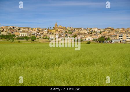 Villaggio di Montuiri e campi coltivati vicino al villaggio, verde in primavera (Maiorca, Isole Baleari, Spagna) ESP: Pueblo de Montuiri y campos rurales Foto Stock