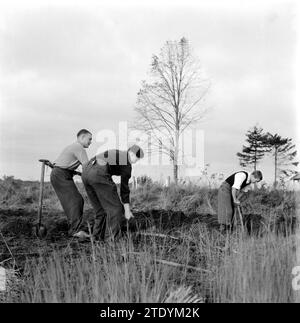 Ragazzi che lavorano in un campo, scavando sporco, CA. Ottobre 1945 Foto Stock