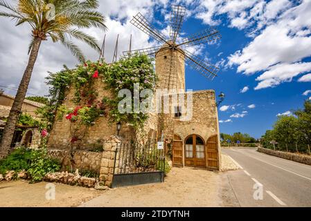 Vista del mulino a vento Molí d'en Pau, un ristorante in un mulino tradizionale a Sineu (Maiorca, Isole Baleari, Spagna). Esempio: Vista del molino d'en Pau Foto Stock