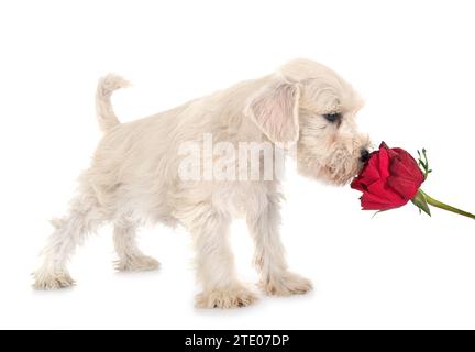 Miniatura schnauzer davanti a uno sfondo bianco Foto Stock